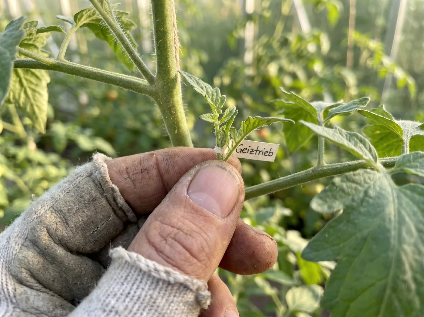 Tomaten ausgeizen