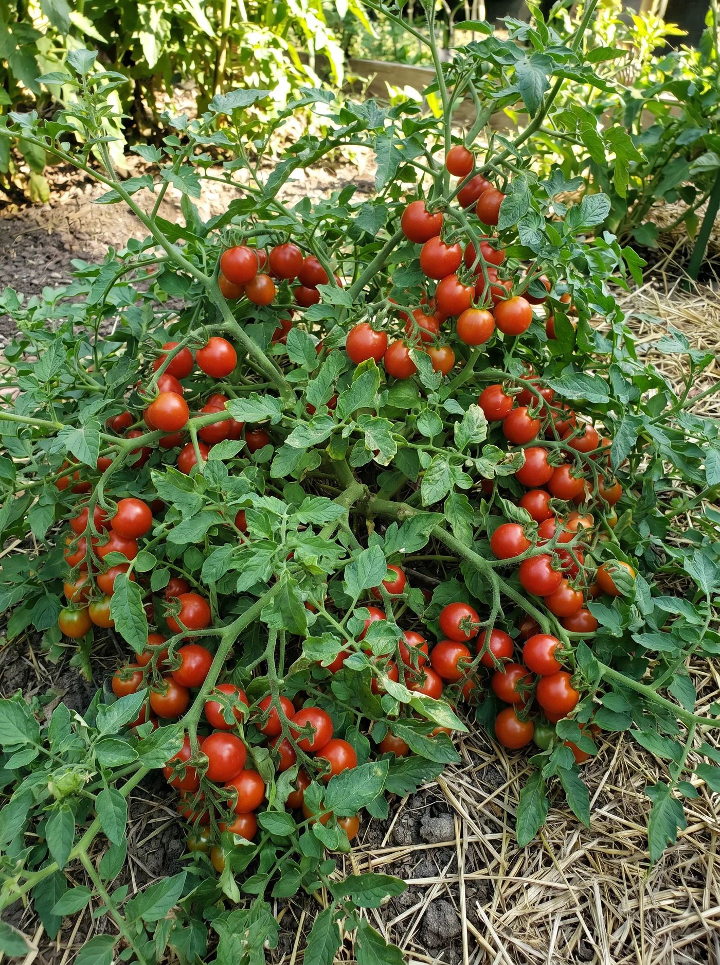 Buschtomaten (determiniert)
